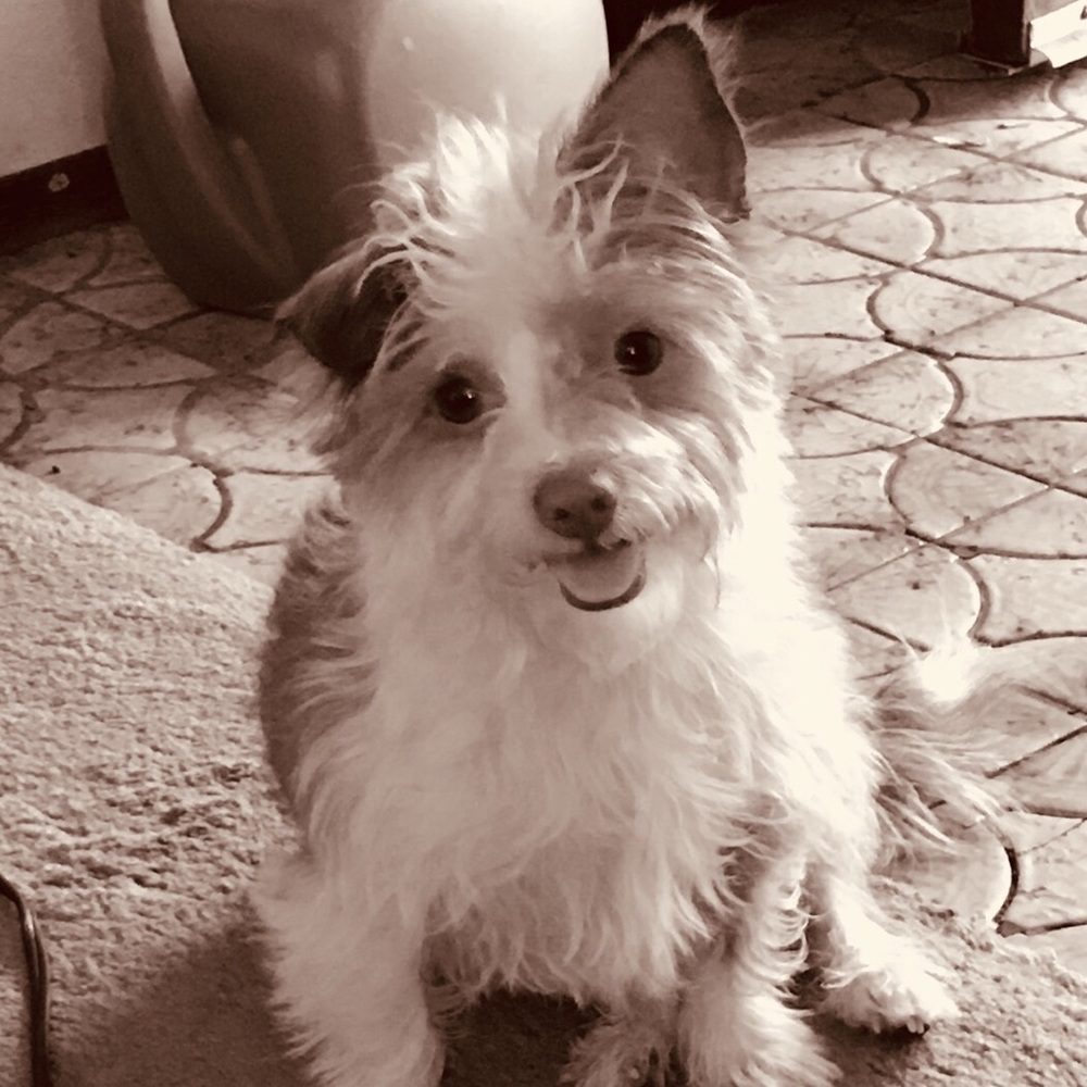 Meet your Posher, Audrey
